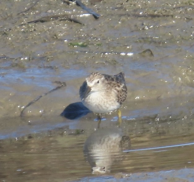 Cüce Kumkuşu - ML646485753