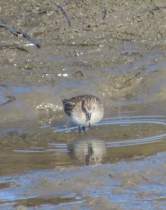 Txirri nanoa - ML646485754