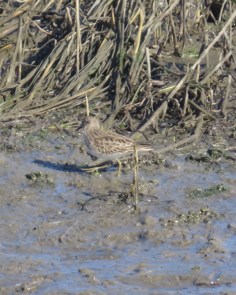 Txirri nanoa - ML646485755