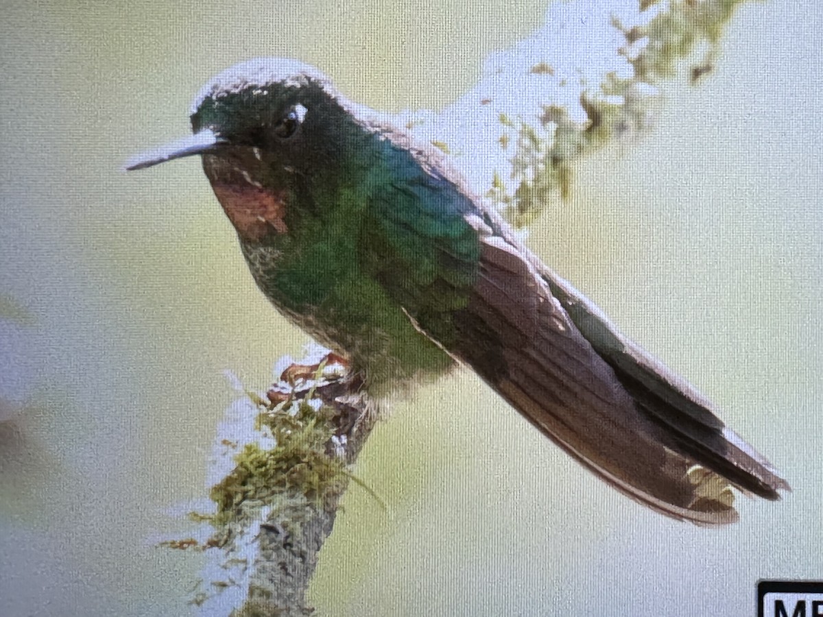 Tourmaline Sunangel - ML646485759