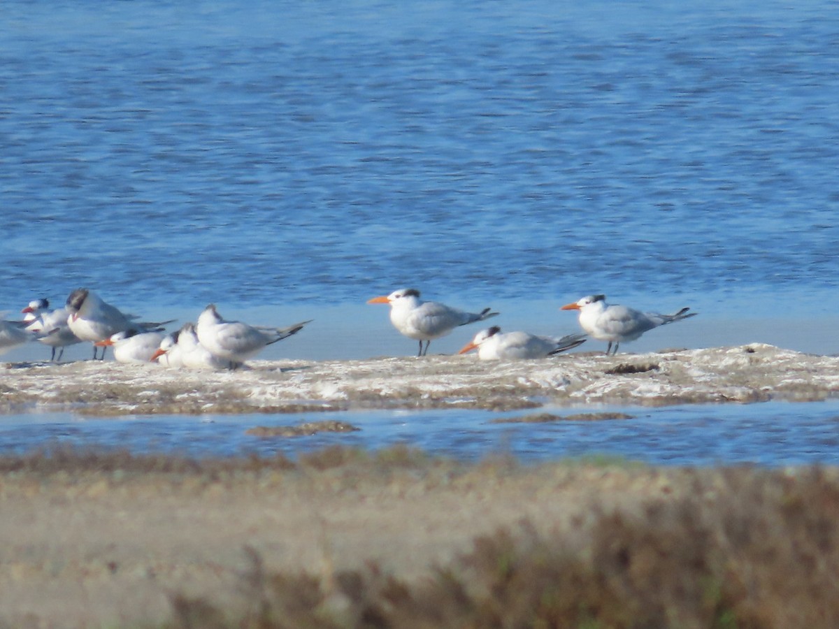 Kral Sumru - ML646485764