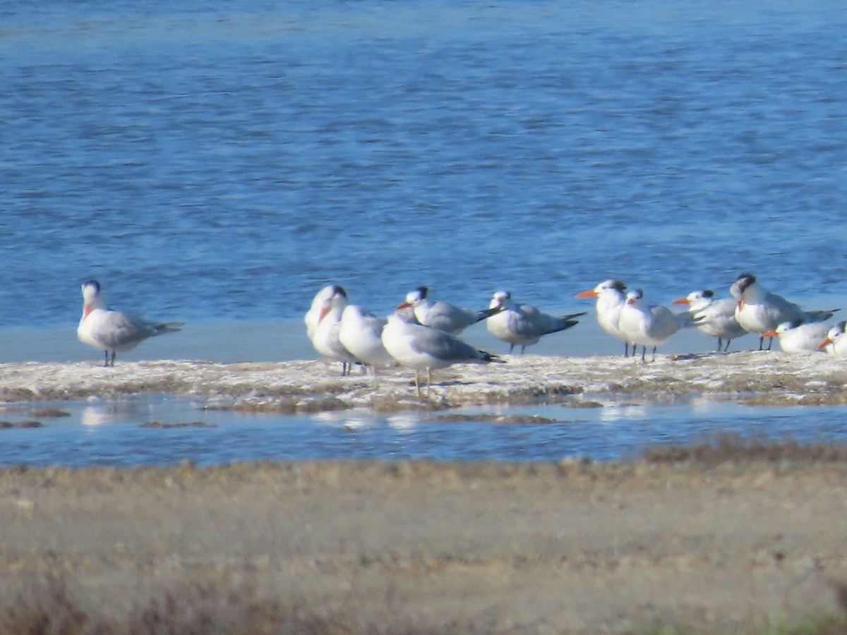 Kral Sumru - ML646485765