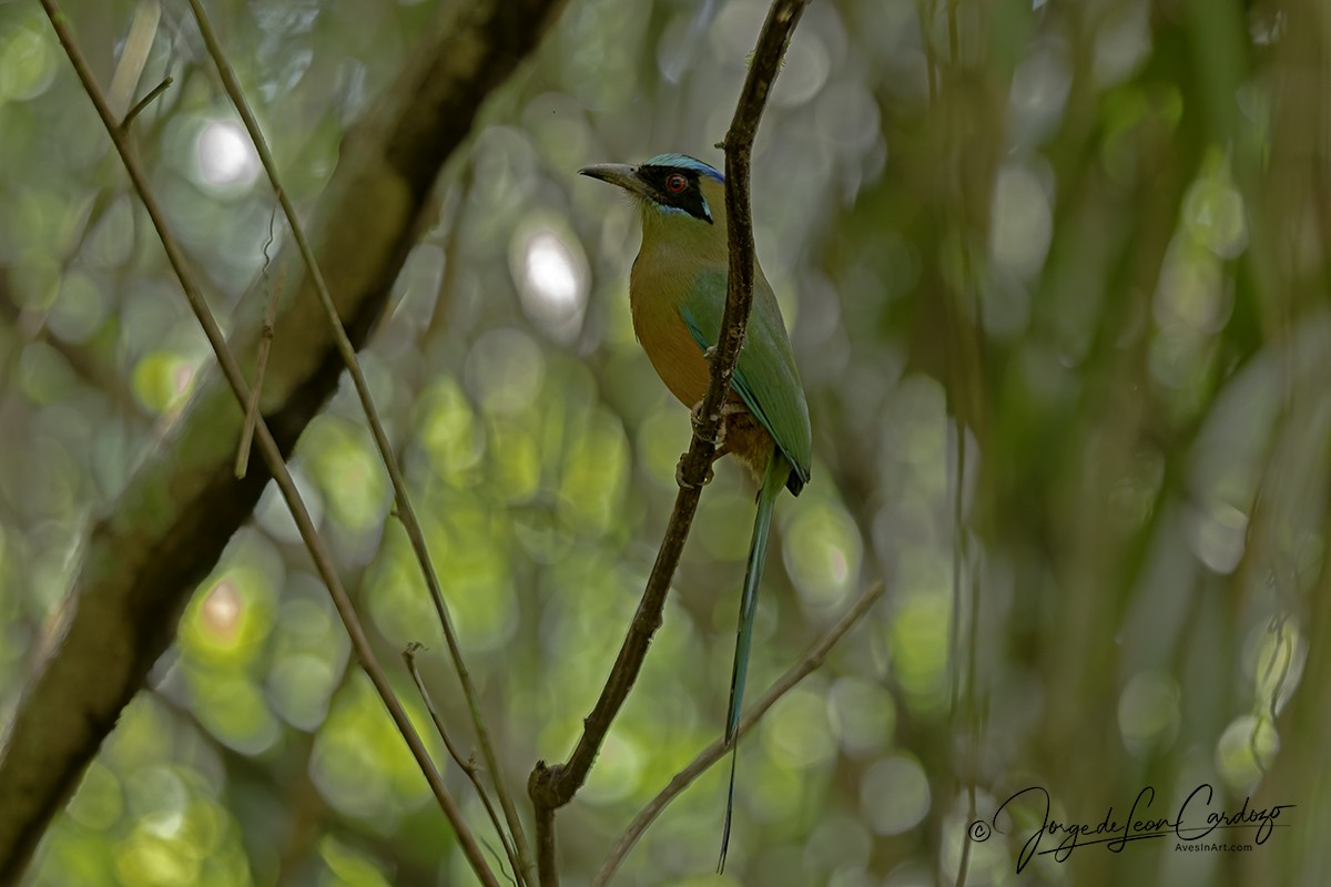 Whooping Motmot - ML646485766