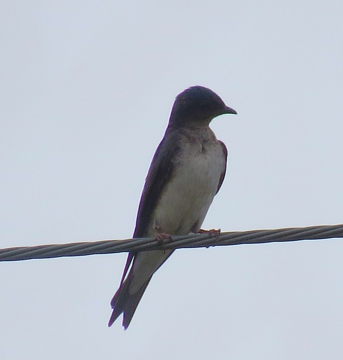 ハイムネムラサキツバメ - ML646485770