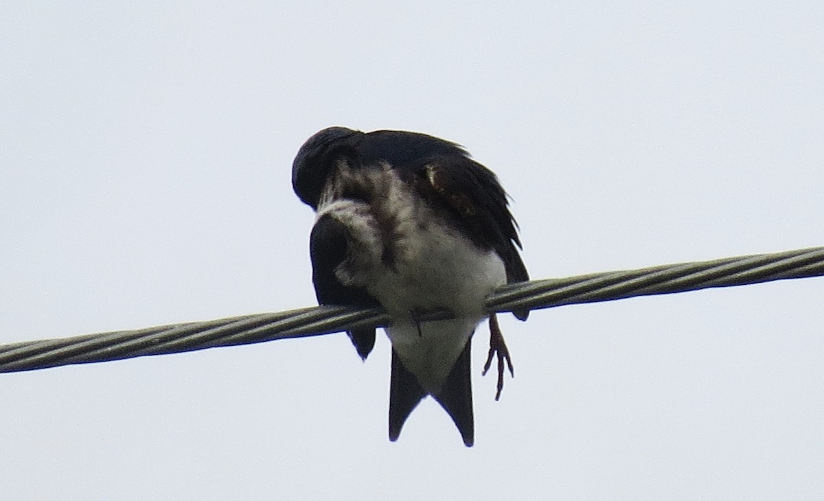 ハイムネムラサキツバメ - ML646485771