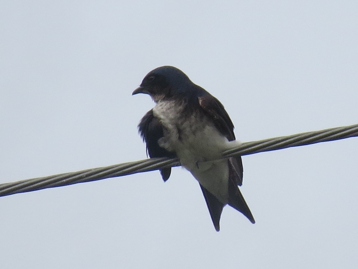 ハイムネムラサキツバメ - ML646485772