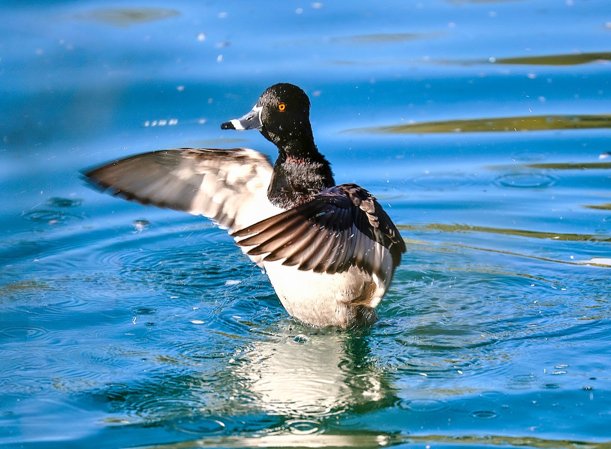 Ring-necked Duck - ML646485778