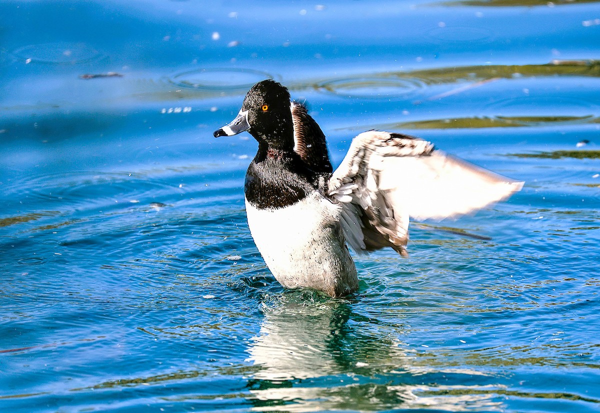 Ring-necked Duck - ML646485780