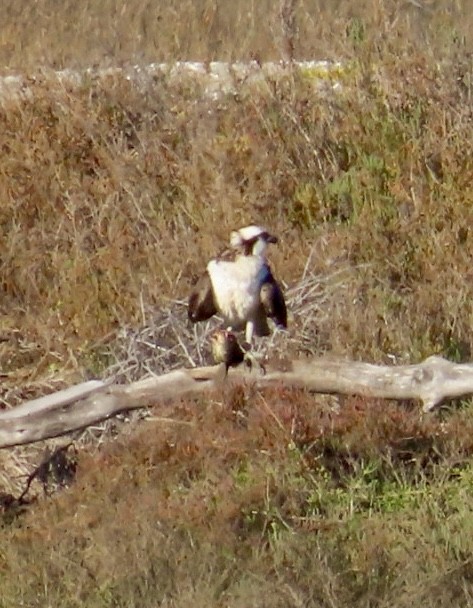 Balık Kartalı - ML646485781