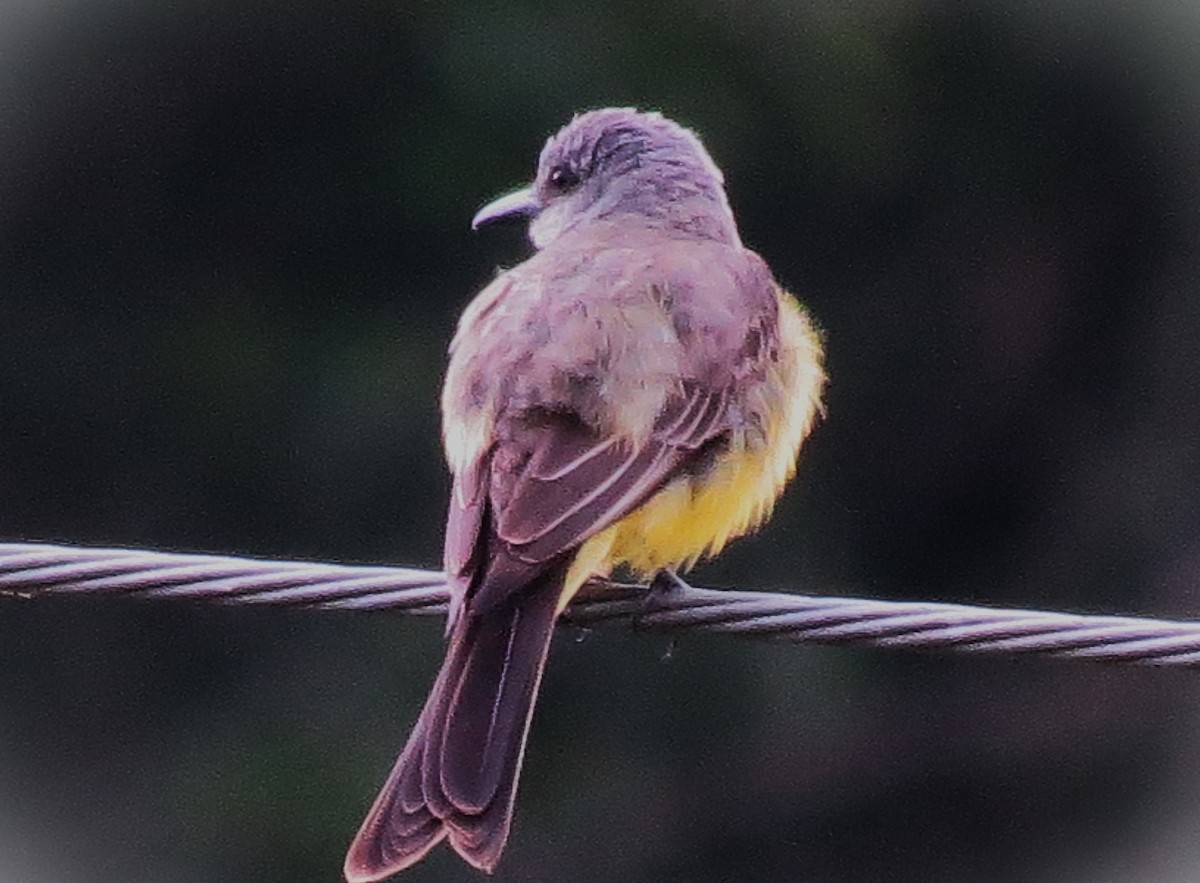 オリーブタイランチョウ - ML646485788