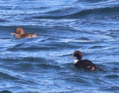 אדרית שחורת-כיפה - ML646485789