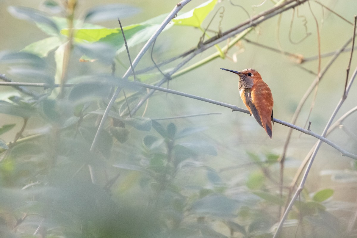 Rufous Hummingbird - ML646485791