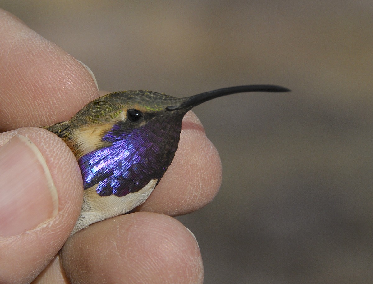 Lucifer Hummingbird - ML646485795