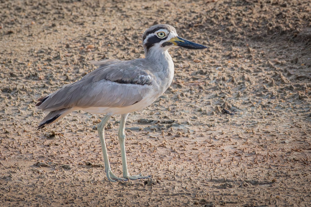 Great Thick-knee - ML646485796