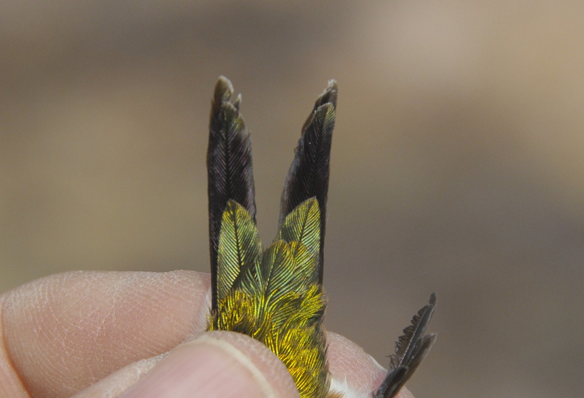 Lucifer Hummingbird - ML646485798