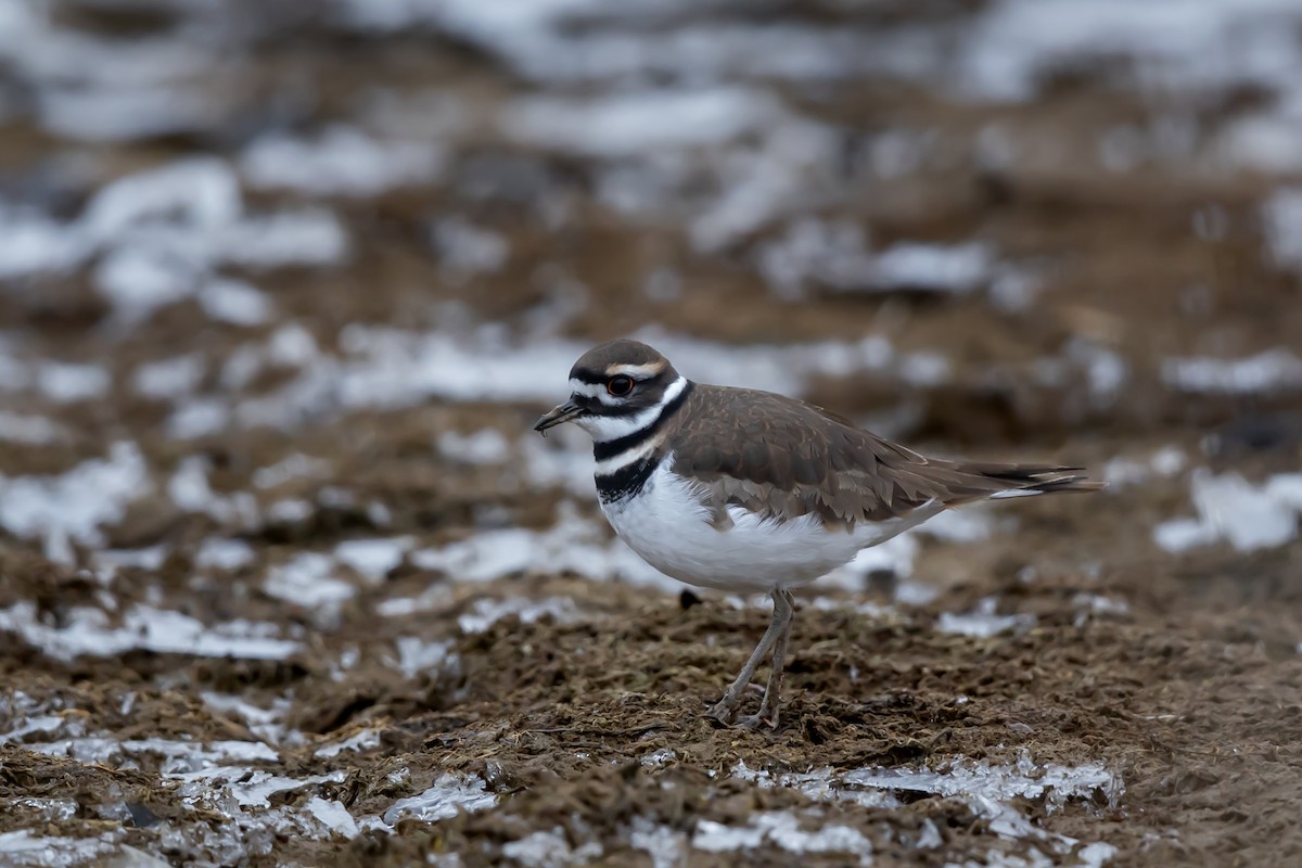 Killdeer - ML646485808