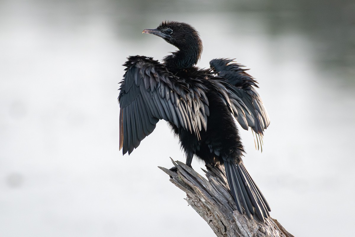 Little Cormorant - ML646485809