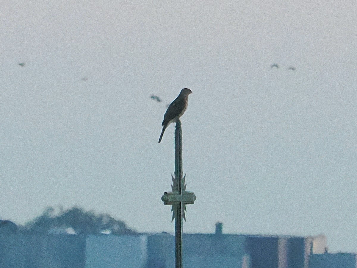 Cooper's Hawk - ML646485810