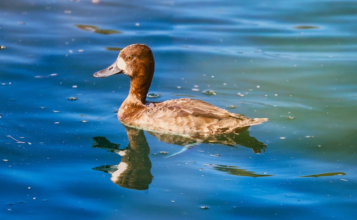 Lesser Scaup - ML646485811