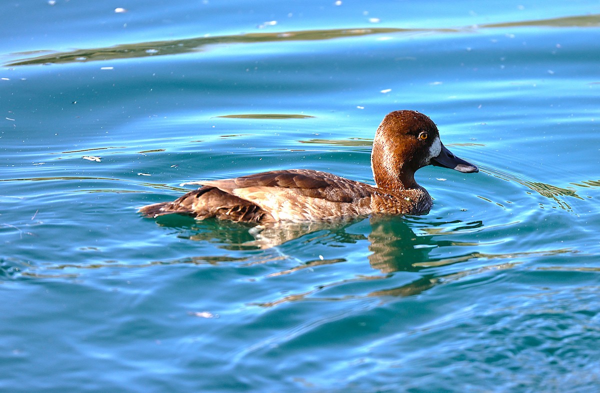 Lesser Scaup - ML646485812