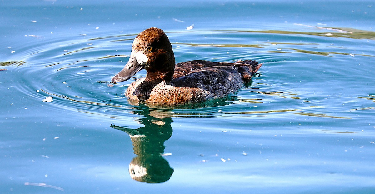 Lesser Scaup - ML646485813