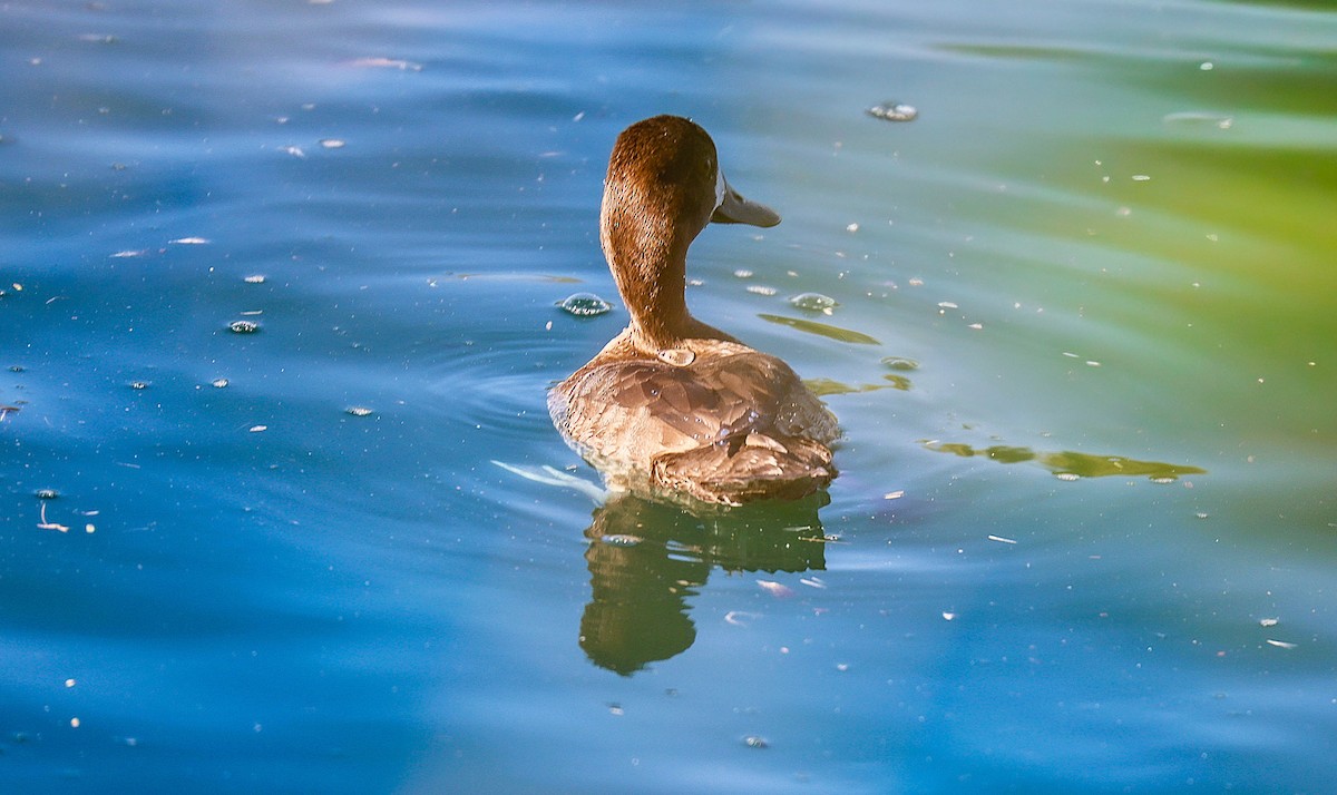 Lesser Scaup - ML646485814