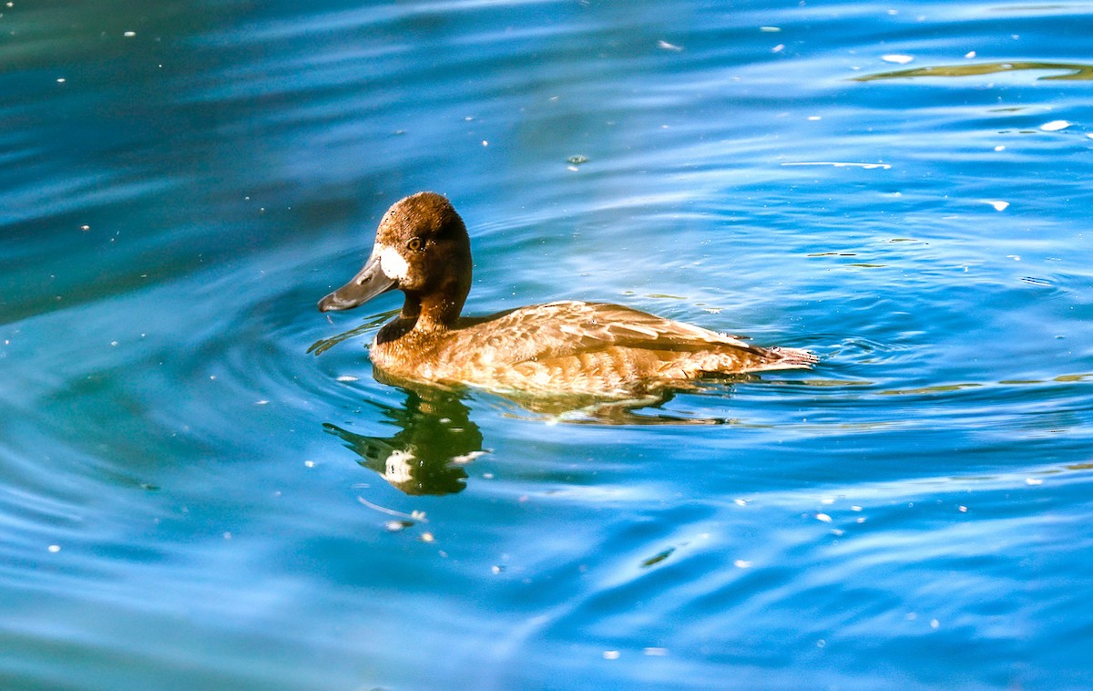 Lesser Scaup - ML646485815