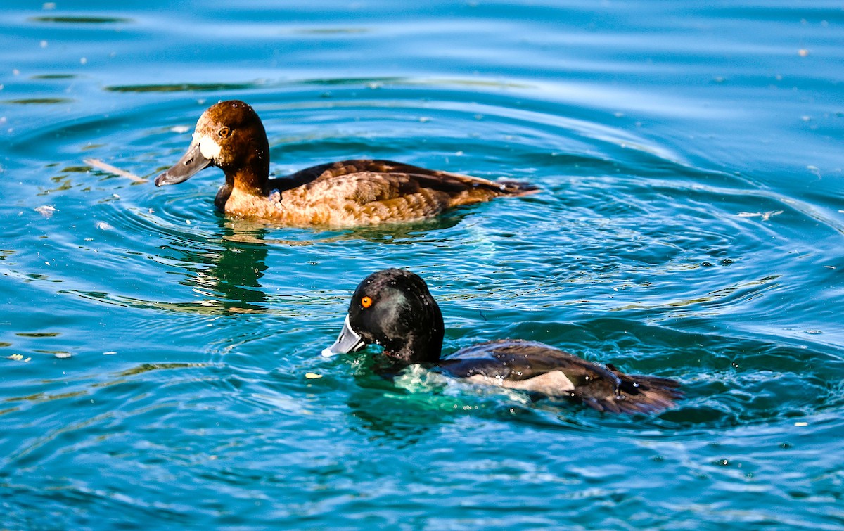 Lesser Scaup - ML646485816