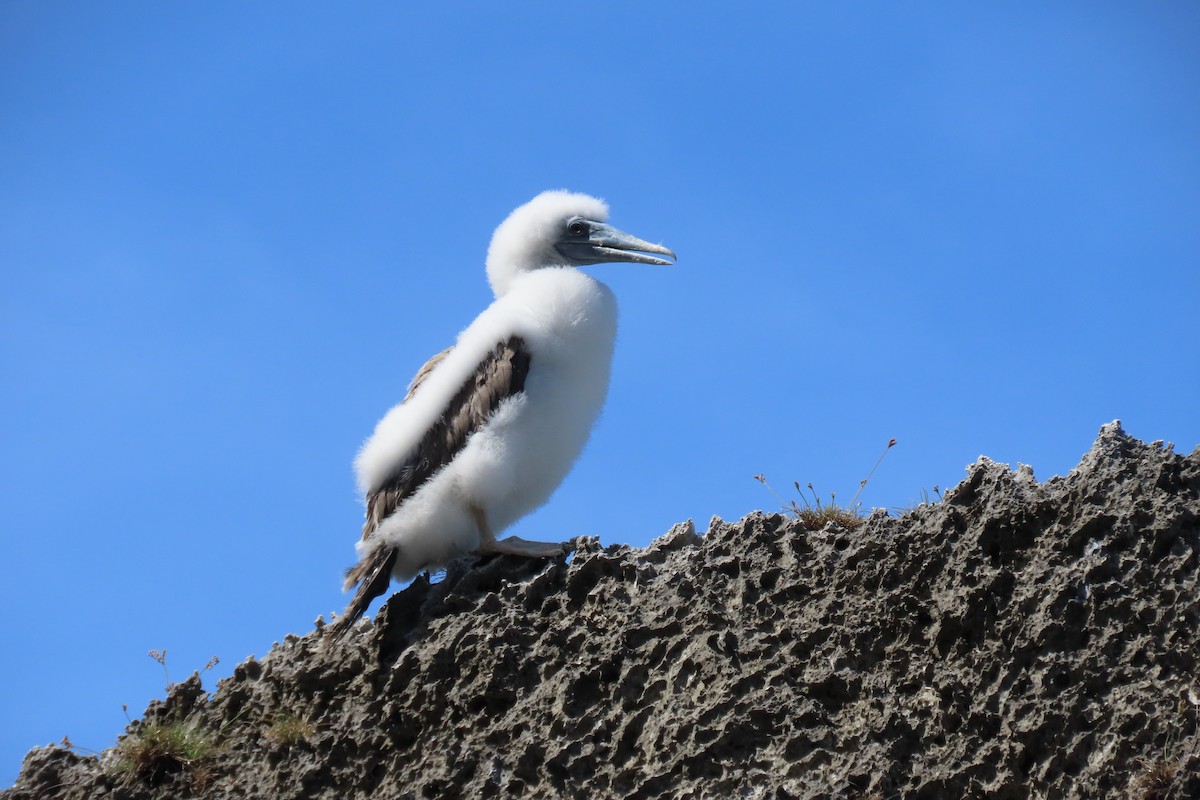 Brown Booby - ML646485819