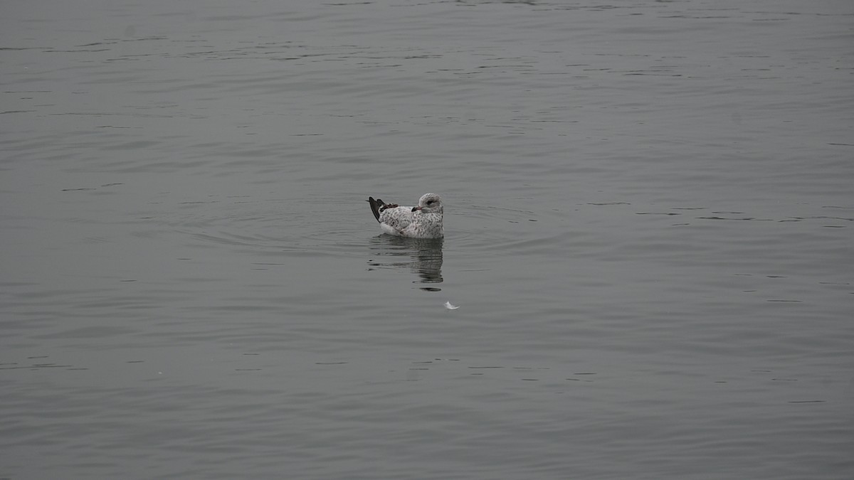 Ring-billed Gull - ML646485823