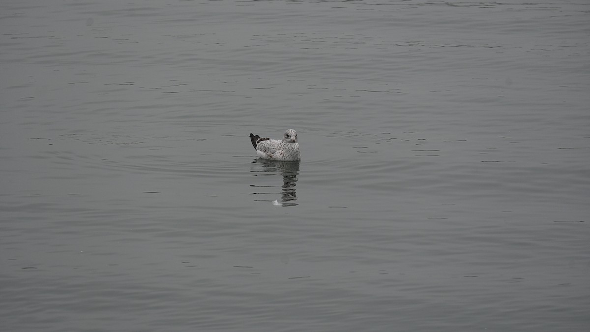 Ring-billed Gull - ML646485824