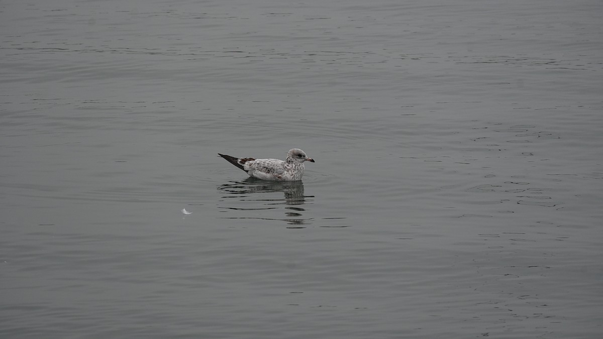 Ring-billed Gull - ML646485825