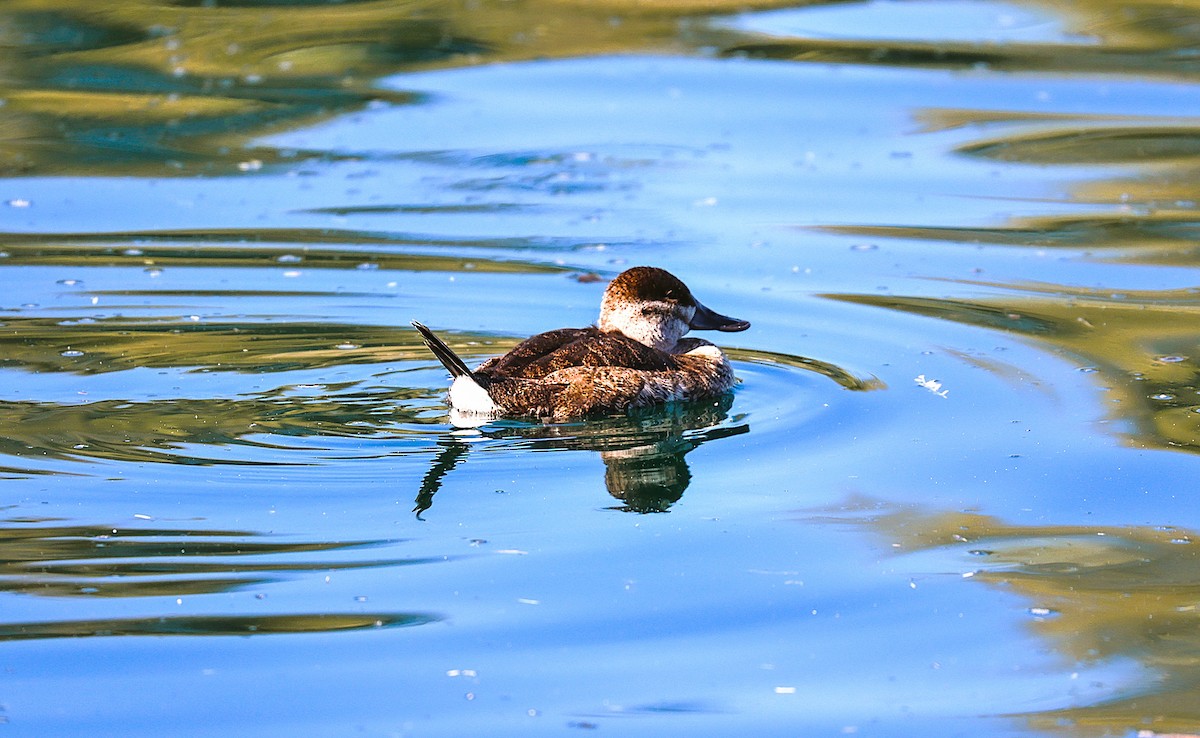 kobberand - ML646485827