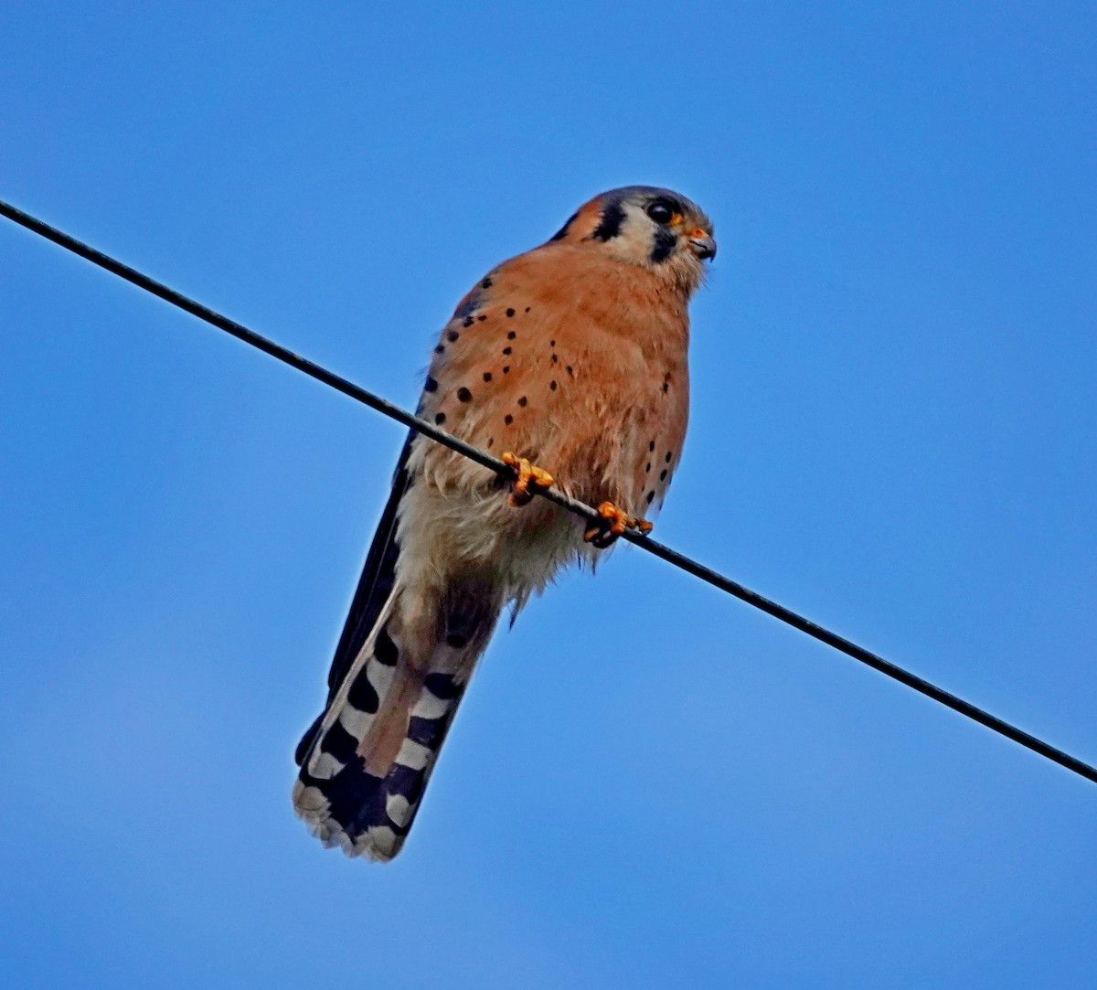 American Kestrel - ML646485829
