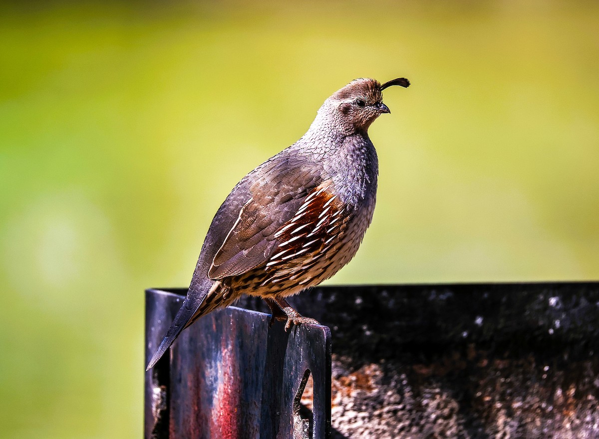 Gambel's Quail - ML646485831