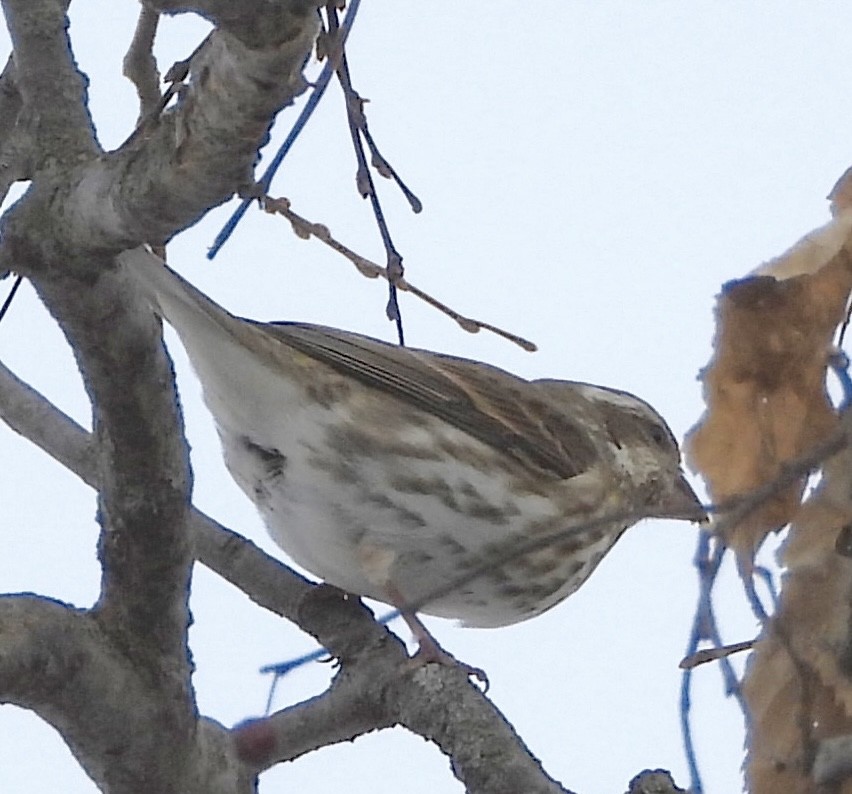 Camachuelo Purpúreo - ML646485839