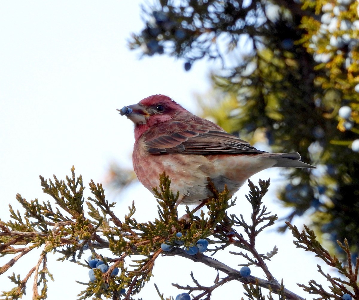 Camachuelo Purpúreo - ML646485840