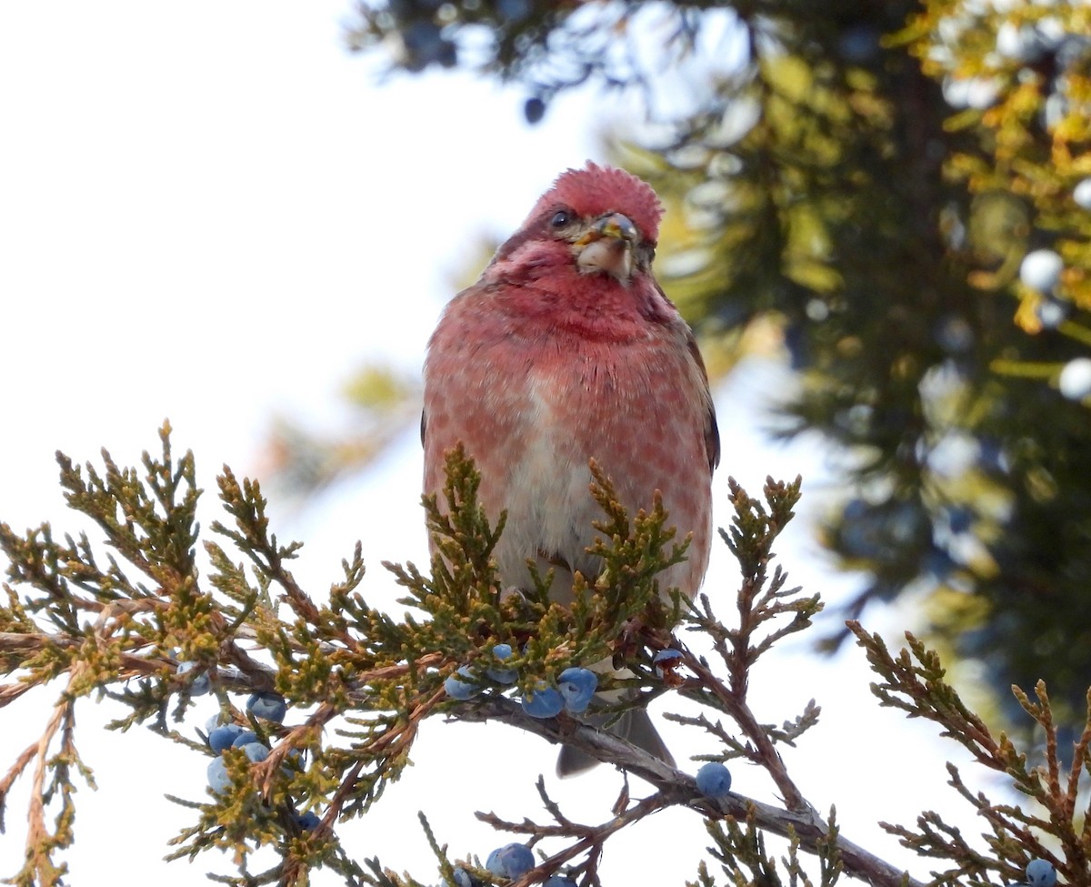 Camachuelo Purpúreo - ML646485841