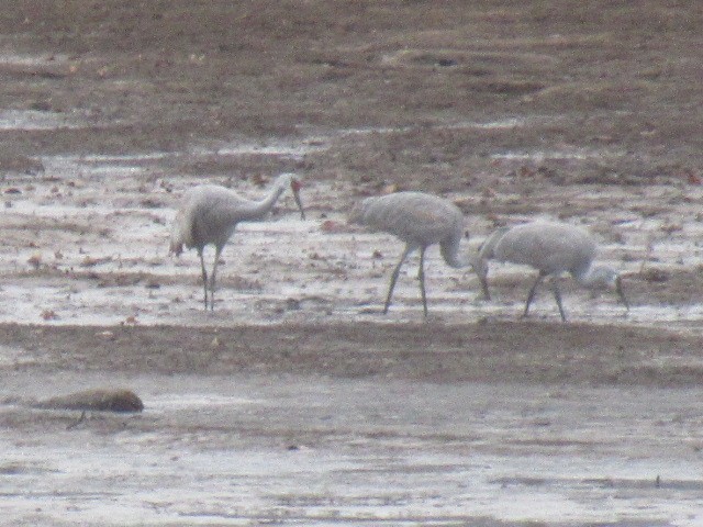 カナダヅル - ML646485845