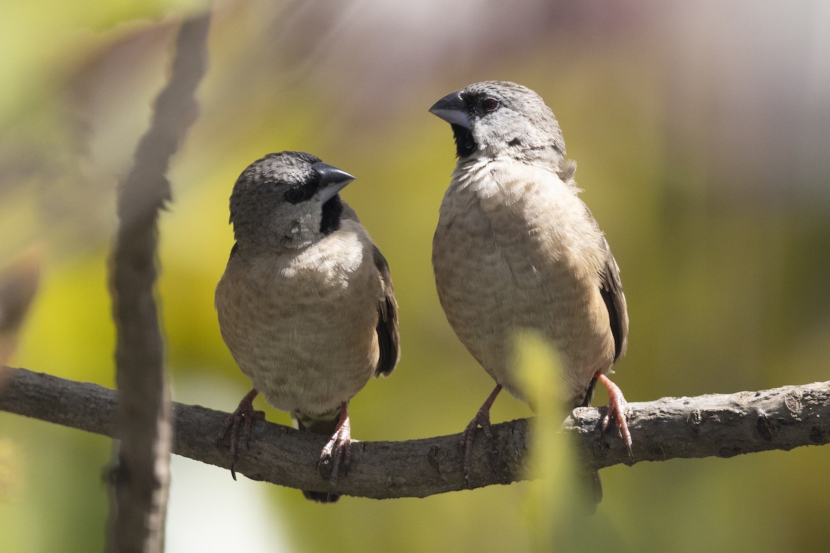 gassermannikin - ML646485848