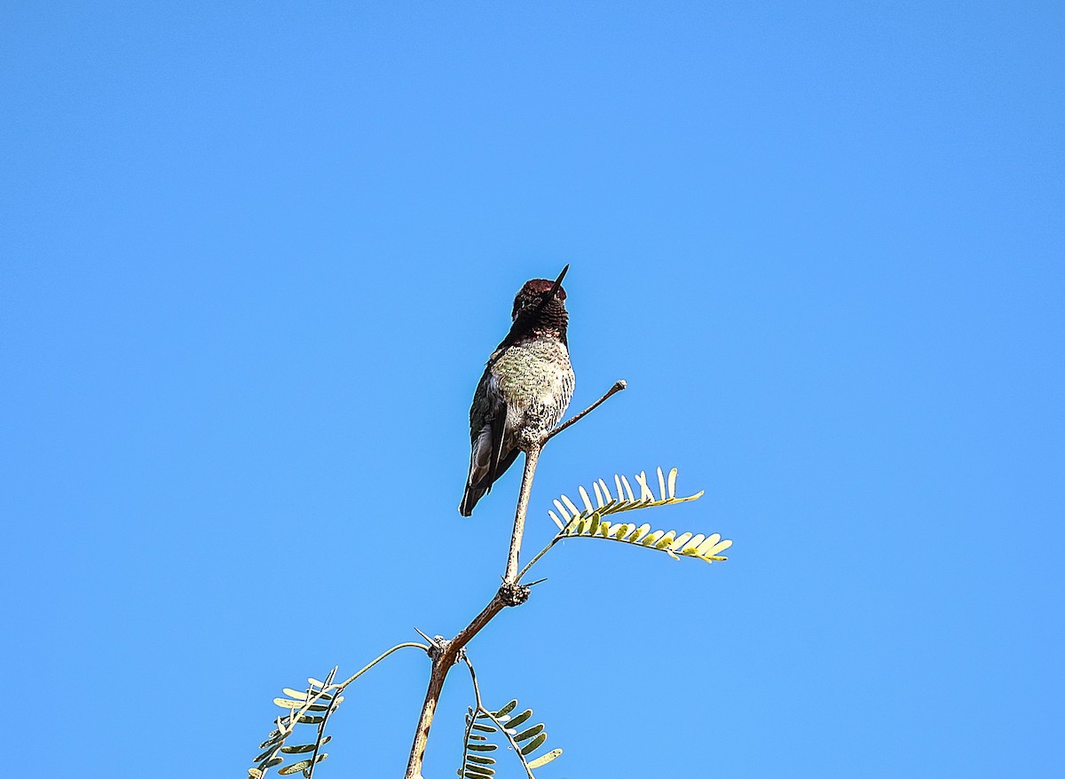 Anna's Hummingbird - ML646485849