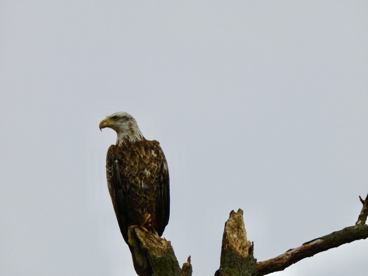 Bald Eagle - ML646485852