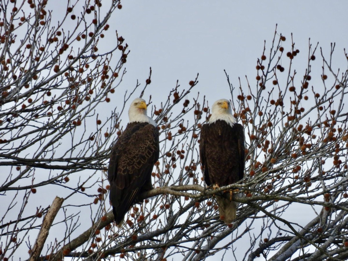 Bald Eagle - ML646485853