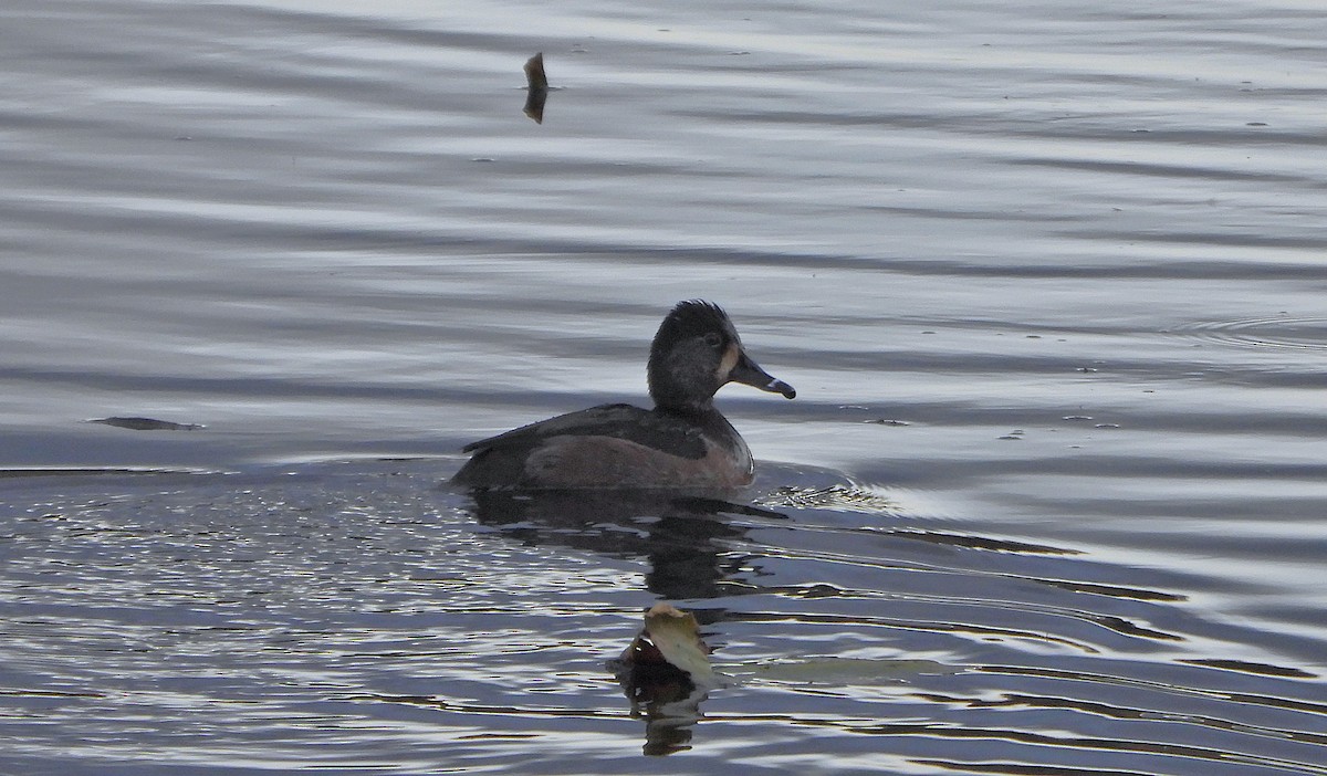 Чернь канадська - ML646485854