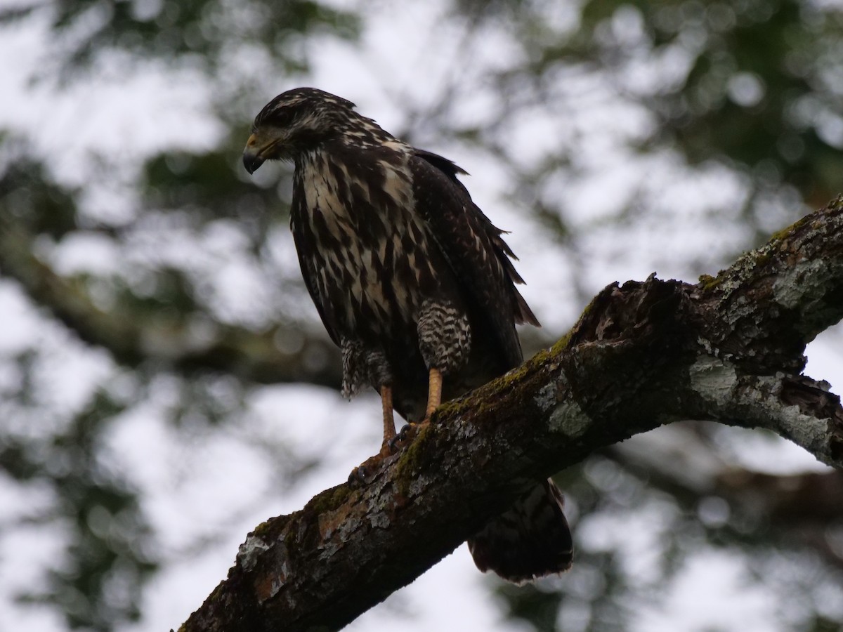 Common Black Hawk - ML646485860