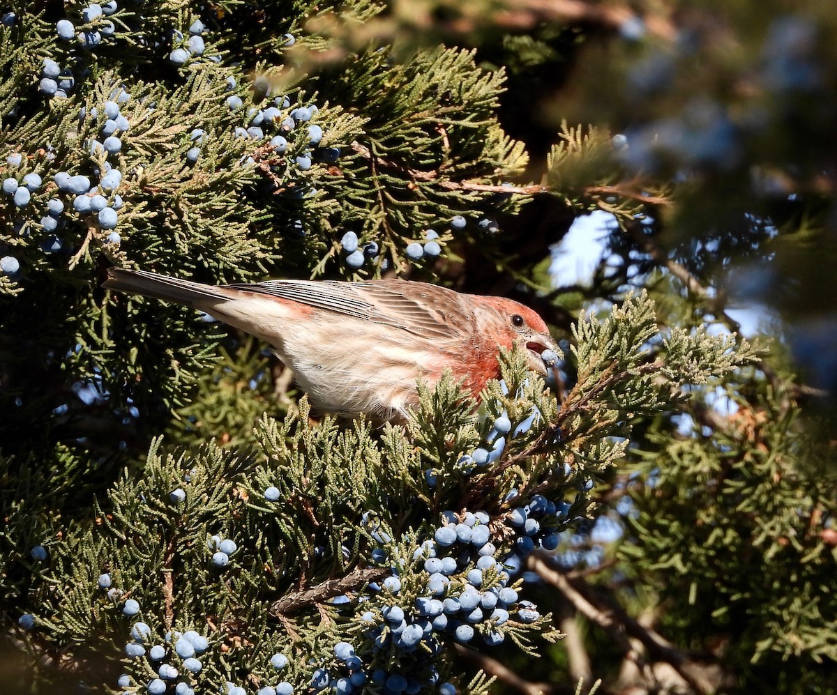 House Finch - ML646485866