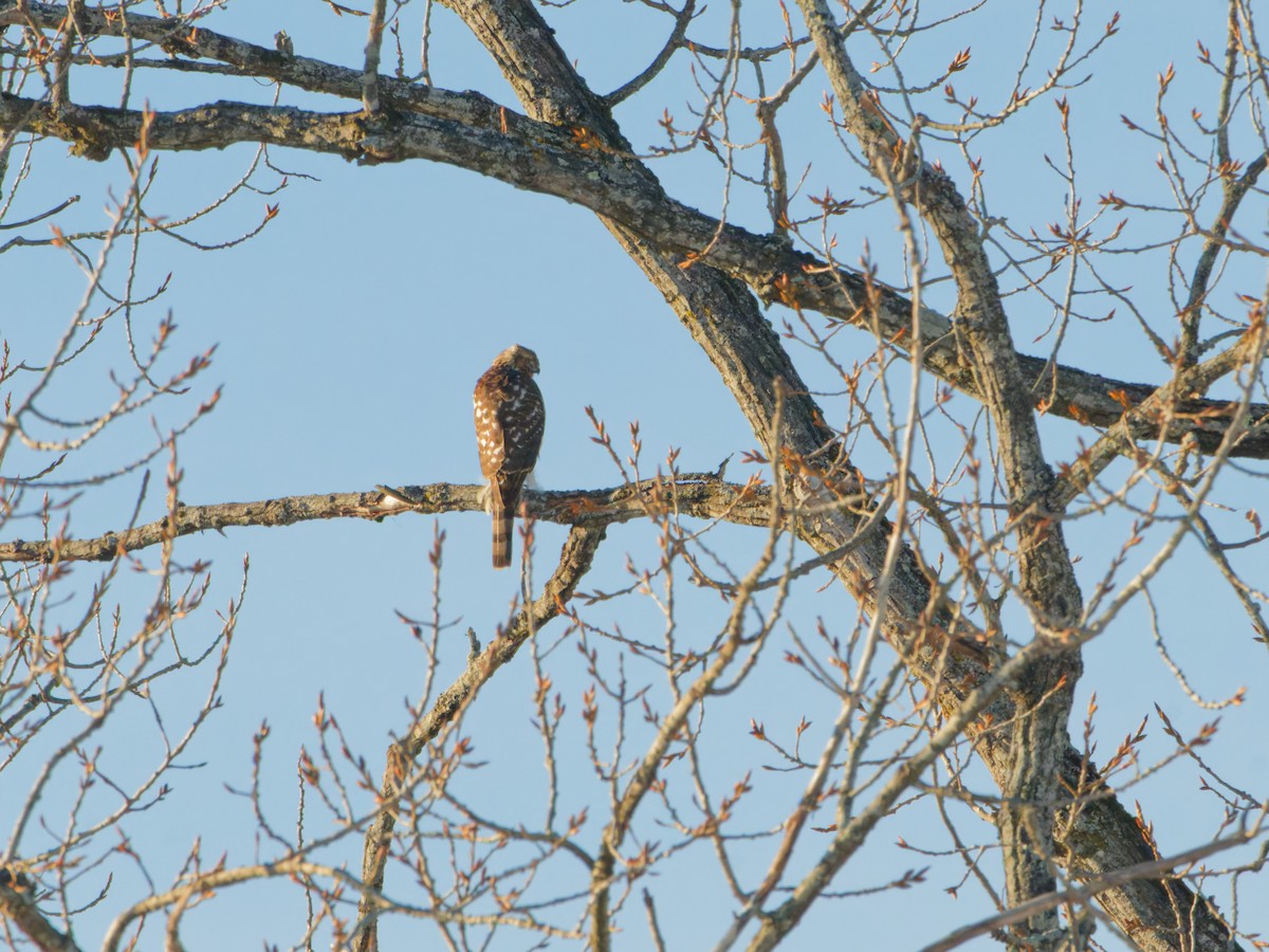 krahujec americký - ML646485868