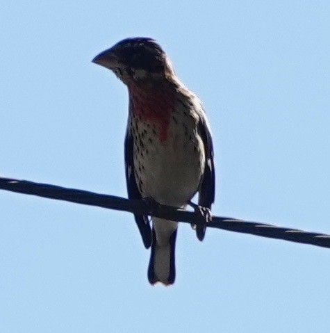 Rose-breasted Grosbeak - ML646485871