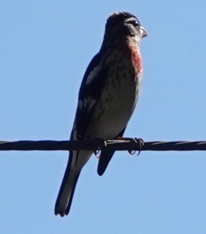 Rose-breasted Grosbeak - ML646485872