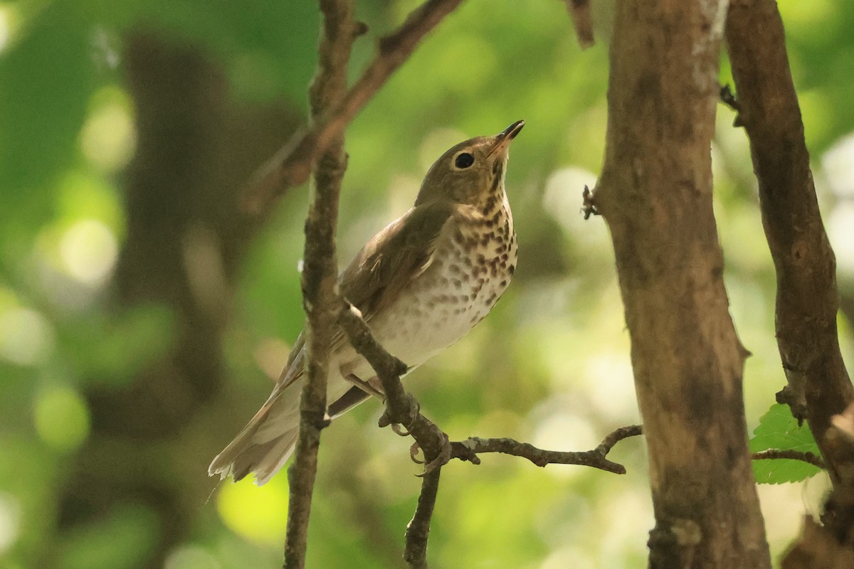 Swainson's Thrush - ML646485873